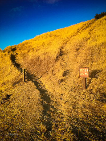 Corduroy Hills trail becomes single trail - climb up any route