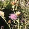 Wildflowers - Dry with prickly thorns -