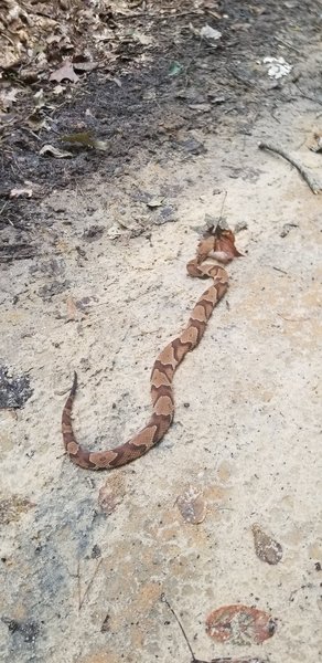 Copperhead chilling on the middle of the trail - it was gone on my 2nd loop.