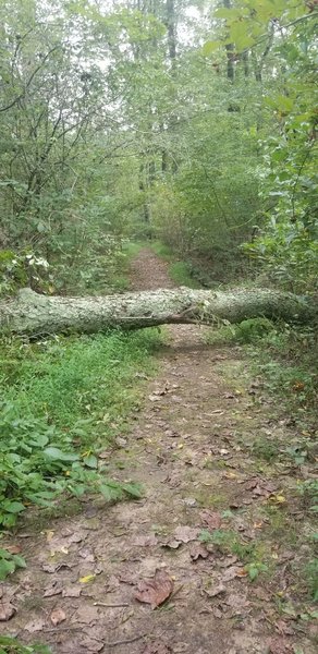 Fallen tree over the path - they were starting to cut apart to clear the path on 9/6/18.
