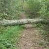 Fallen tree over the path - they were starting to cut apart to clear the path on 9/6/18.