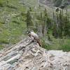 A marmot sits beside the trail checking out the hikers and Big Horn Sheep that were in the area.