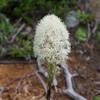 Beargrass grows along the trail.