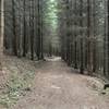 Path in forest on Trail Jarnik