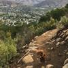 Dog friendly trail with beautiful views of all of San Luis Obispo.