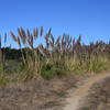 The San Carlos Trail is fairly open.  Cortaderia jubata, a weedy pampas grass, grows along the trail.