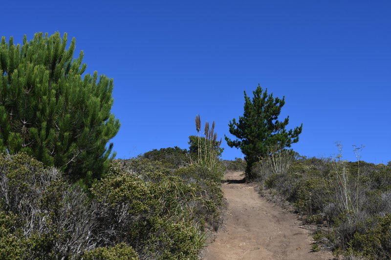 The trail climbs steeply up the hill. Take a minute to enjoy whatever shade you find along the way.