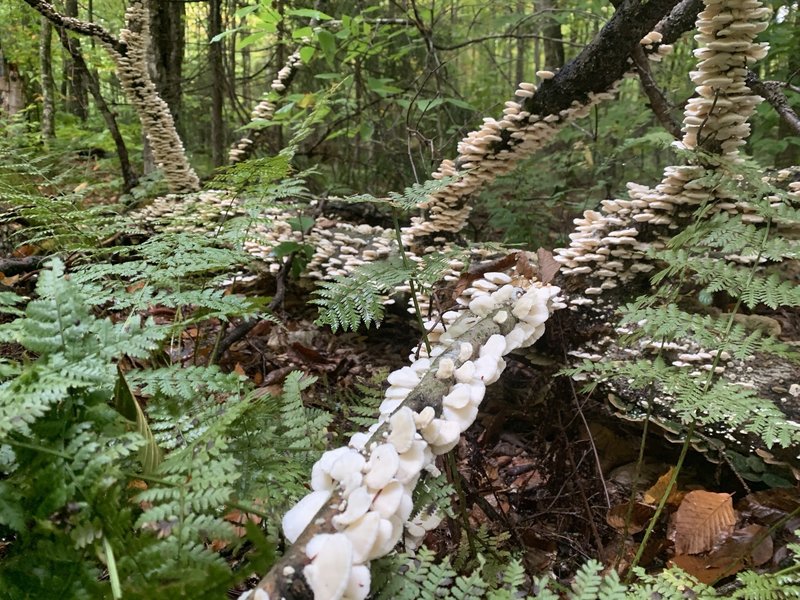 Fungi Along the Trail