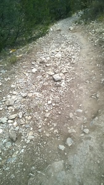 Loose rocks on the left and bike tire packed ground with protruding rocks on the right - Typical Blue Ribbon descent path.