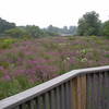 A view from the Observation Platform during the summer.