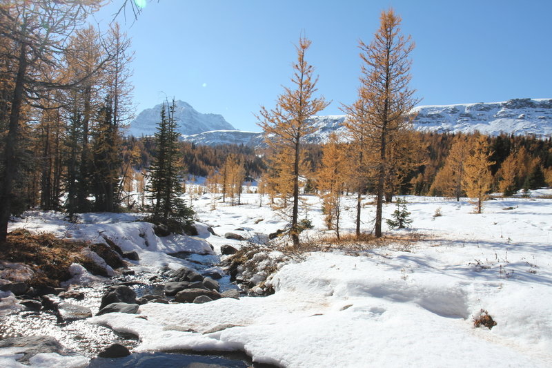 healy creek campground