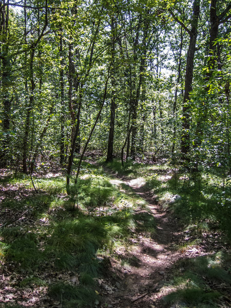 Lower part of Meadow Edge Trail at Lone Tree Hill