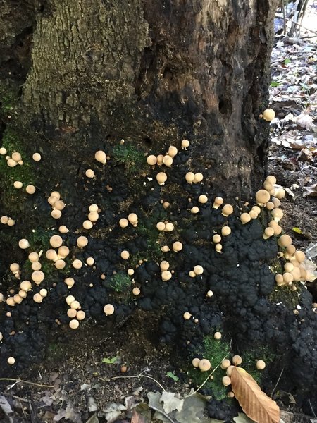 I love mushrooms and fungi.