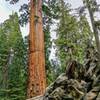 Another view of the Fallen Monarch and other area Giant Sequoias.