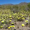 Spring wildflowers at the exit of Cottonwood Canyon.