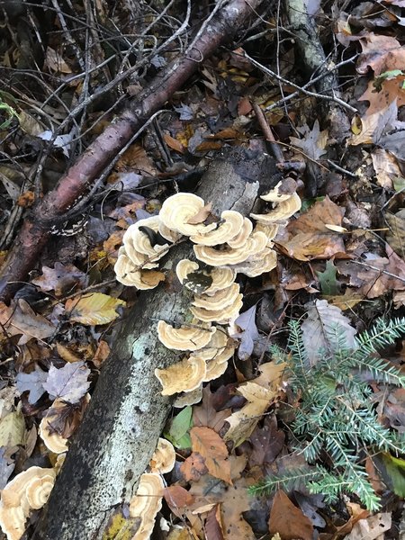 Fungi on the trail. Lovely autumn views!