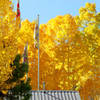 Tahoe Gold -- aspens at Sorensen's Resort