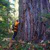 A magnificently huge old-growth tree along the Union Creek Trail
