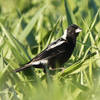 Bobolink at Frohring Meadows