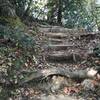 Tom Miller Trail has steep sections with built in stairs or roots to help with the climb and thick underbrush at the beginning.