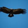 A juvenile california condor, as evidenced by the black head, glides on thermals around the High Peaks.