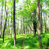 Beautiful hardwood forest at Blackwater Falls State Park.
