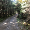 Cheat Mountain Ridge Trail