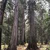 Cedars in the Hughes Meadow area, Priest Lake area, Idaho