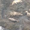 Pack of harbor seals just waking up below me.