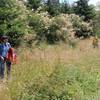 Hiking through the meadow - enjoying the flowing plants and birds.