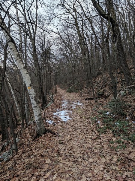 Typical aspect of the trail