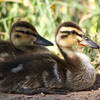lil ducks