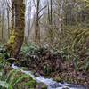 Small unnamed creek in Molalla Trail System