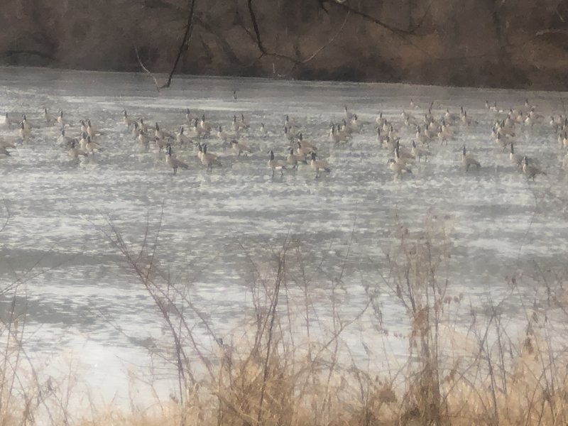 Geese on the ice