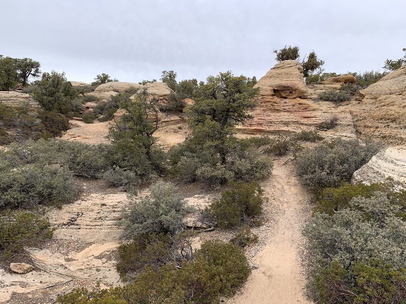 gooseberry mesa trail