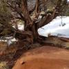 The Juniper trees on the anticline have the most creative root systems
