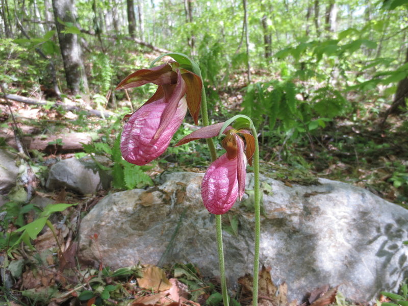 Pink lady slippers on Carriage Trail