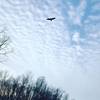 Hawk over trail at Louisville Swamp near Jabs Farm