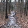 The trail is a narrow, dirt singletrack that descends through the woods.  On rainy days, water may flood the trail.