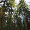 Old growth Douglas-fir