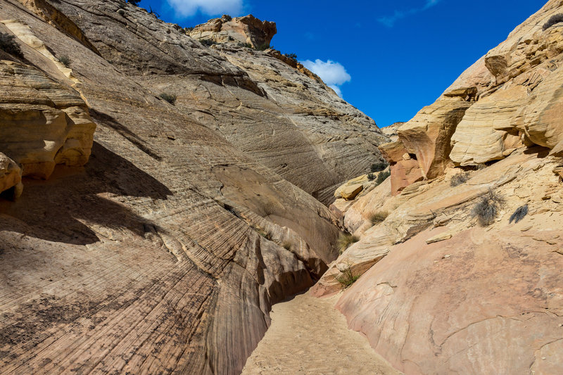 The white Navajo sandstone walls in Burro Wash quickly narrow.