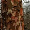 A colorful Sycamore shedding it's skin
