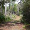 Typical trail in the Seminole State Forest.