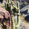 A crested suguaro cactus, one of at least 2 along this trail.