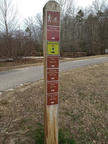 Forest Exploration Trail