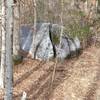 Forest Exploration Trail