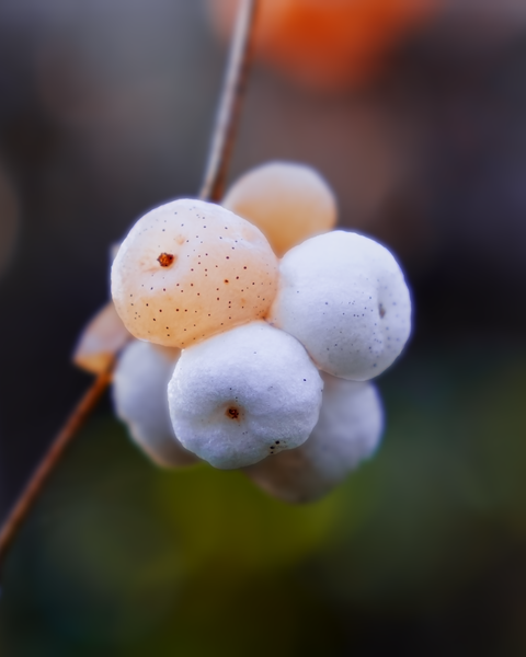 Some berries are present year-round