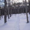 Snowshoe trail D5.