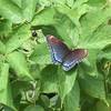 Swallowtail Butterfly - Limenitis arthemis Blue on Blackberry Bush