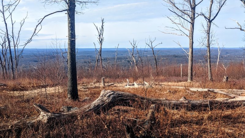 Scars from Pahaquarry fire in 1999 can still be seen in Worthington State Forest, New Jersey, just off the Appalachian Trail